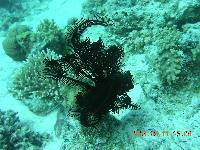 ������� �����