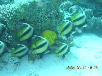 �������� ������