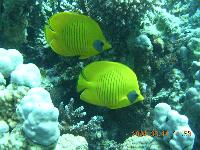 ������������� �������