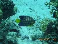 ����������� ����-�����