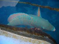 �������� :-)