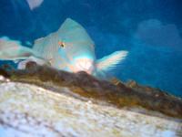 �������� - 2