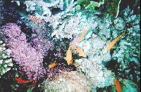 ����� ���� ����!