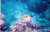 ������� � �������