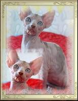 �������� ���� ���������