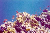 ������� �����