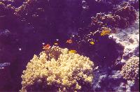 ������ ������