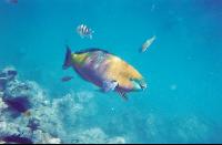 ����-�������