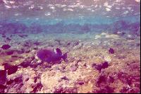 ���������� �����