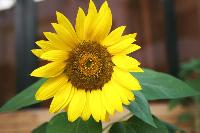 ���������� ���������