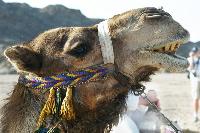 ��������, ��� �������!