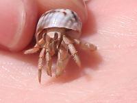 ������� :)