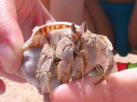 ������� ����