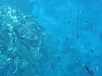 ������� �����