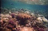 ��������� ���