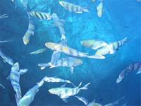 ��� � �������:)