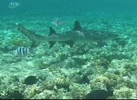 ��� ����� Hyatt -����