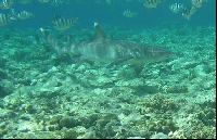 ��� ����� Hyatt ����