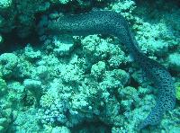 ��� ����� Hyatt ����