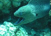 ��� ����� Hyatt ����