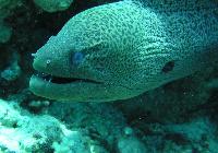 ��� ����� Hyatt ����