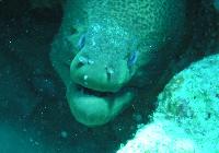 ��� ����� Hyatt ����