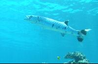 ��� ����� Hyatt ����