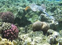 ��� ����� Hyatt ����