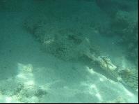 ��� ���� Hyatt ����