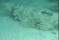 ��� ����� Hyatt ����