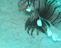 ��� ����� Hyatt ����