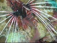 ��� ����� Hyatt ����