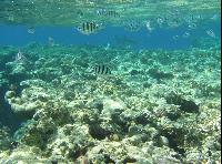 ��� ����� Hyatt ����