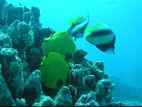 ��� ����� Hyatt ����