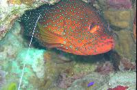 ��� ����� Hyatt ����