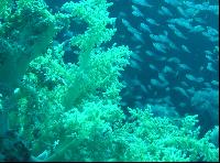 ��� ����� Hyatt ����