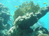 ��� ����� Hyatt ����