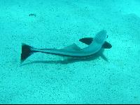 ��� ����� Hyatt ����