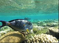 ��� ����� Hyatt ����