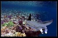 ����� �����