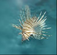 ������ �������� ����-��������