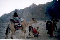 � ��������