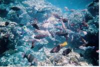 ����� ����� ���