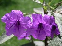 ����� ����������� ��������:))