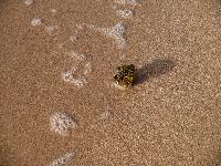 ������ ����� ���������...