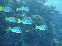 ������ ����!