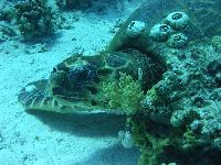 ������� ��������