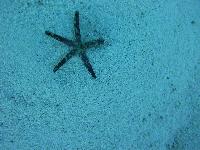 ������� ���������