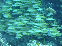 ����-�������