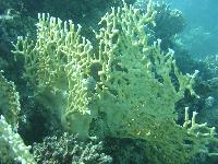 ������ �������